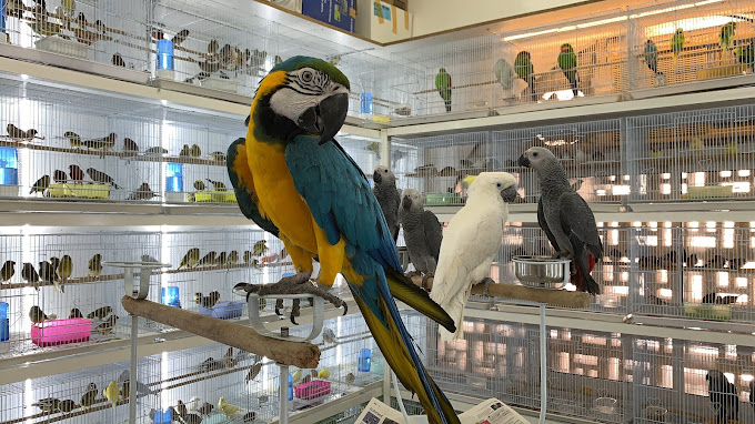 محلات سوق الشارقة للطيور وأوقات عمل السوق