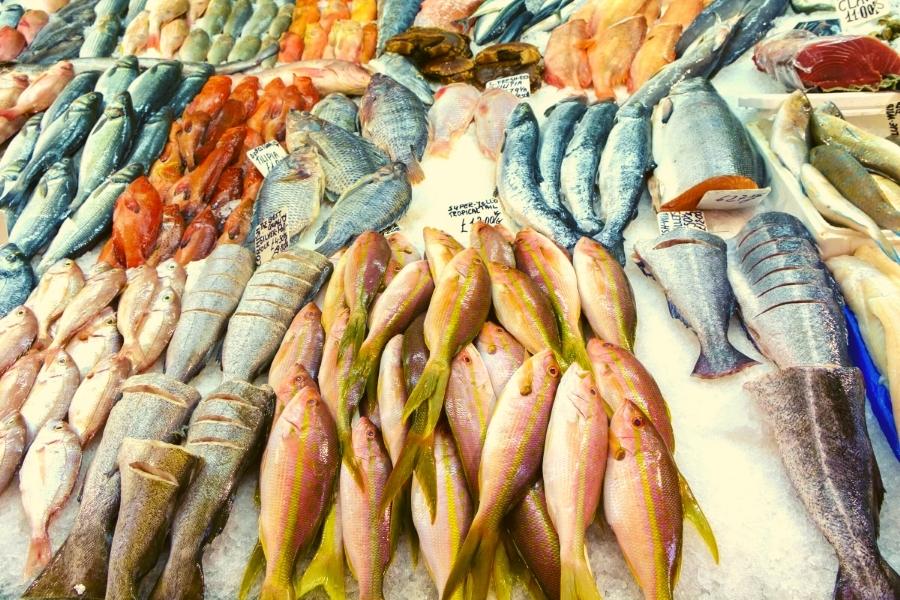 دراسة جدوى مشروع محل سمك 2023 – اسرار تجارة الاسماك