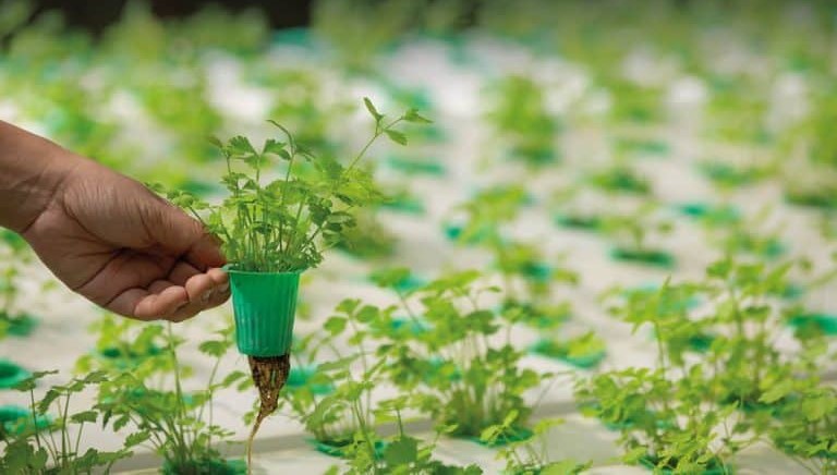 مشروع الزراعة المائية.. فرص استثمارية واعدة