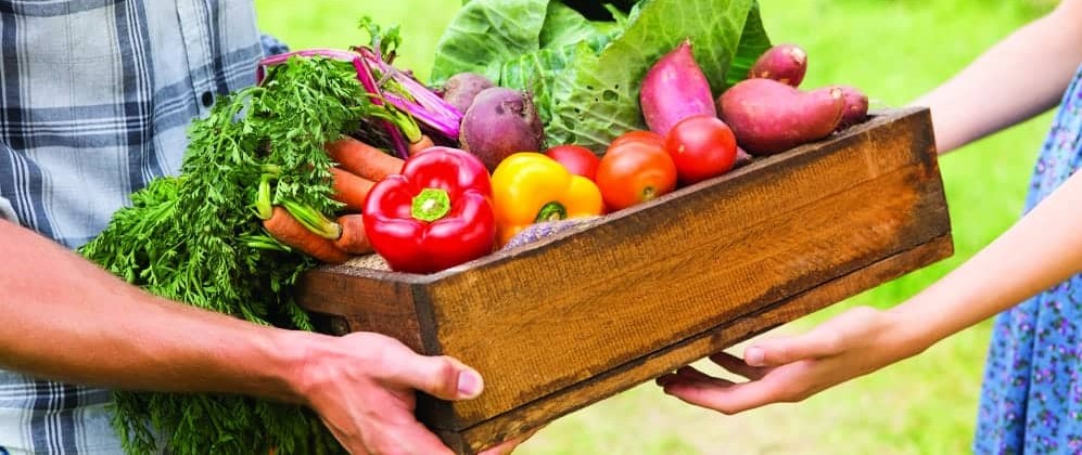 مشروع مزرعة للخضراوات.. فرصة مُربحة