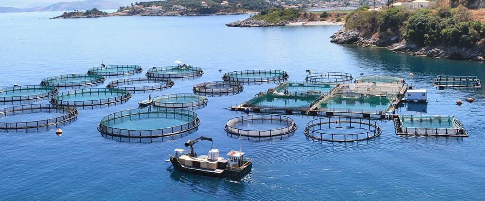 كيف تؤسس مزرعة سمك؟