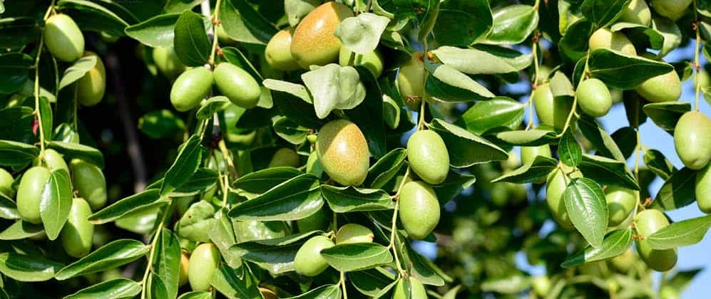 دراسة جدوى مزرعة الجوجوبا.. ذهب الصحراء