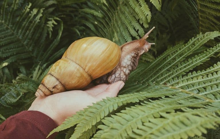 مشروع تربية الحلزون في السعودية.. أهميته والتكاليف والأرباح المتوقعة